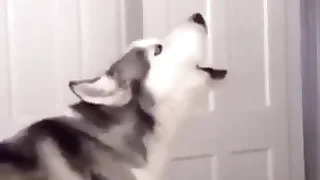 Furry Gay XXX 0
